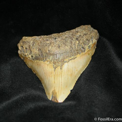 Bargain Megalodon Tooth #954
